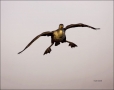 Florida;Southeast-USA;Double-crested-Cormorant;Cormorant;Flight;Double-crested-C